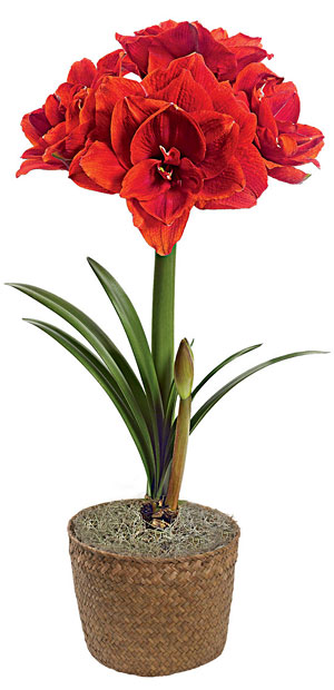 Potted amaryllis