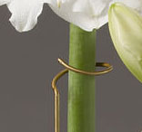 Amaryllis stake