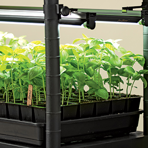 Grow lights for starting seeds