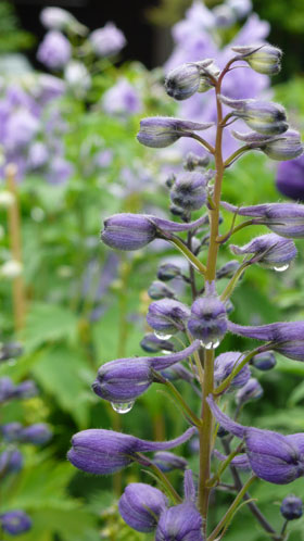 Delphinium