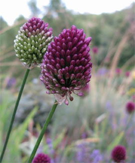 Drumstick allium