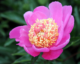 Peony