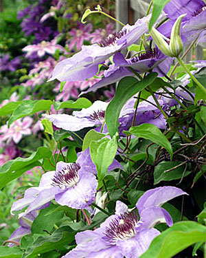 Clematis