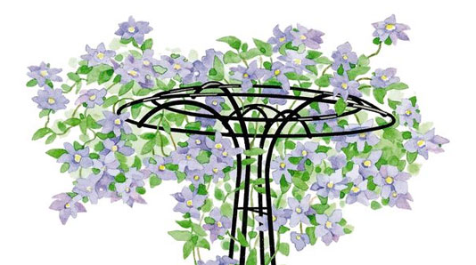 Essex Trellis