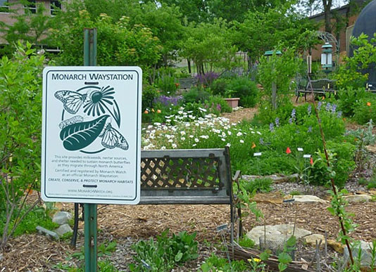 Certified Monarch Waystation