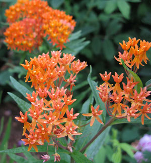 Asclepias tuberosa