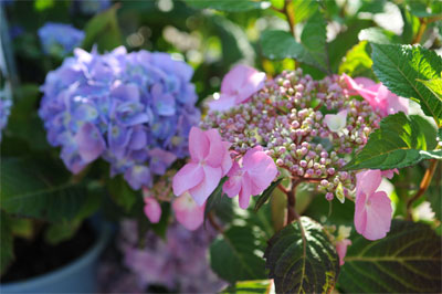 Blue and pink hydrangeas