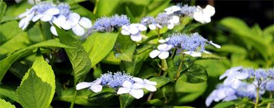 Blue Billow lacecap hydrangea bush
