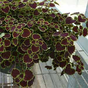 Trailing coleus