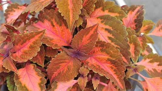 Sunset Boulevard coleus