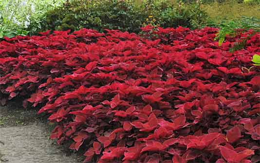 Redhead coleus