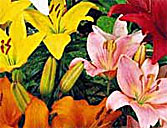 Asiatic lilies