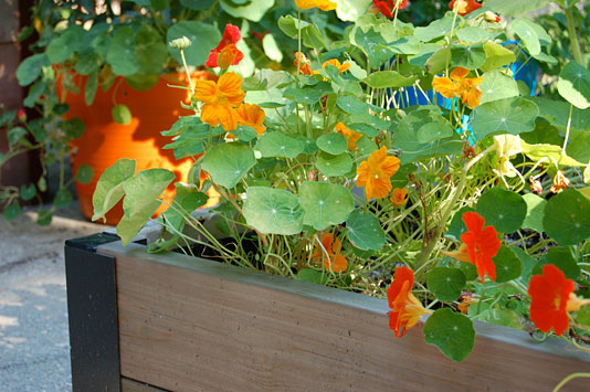 Nasturtiums