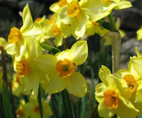 Daffodils