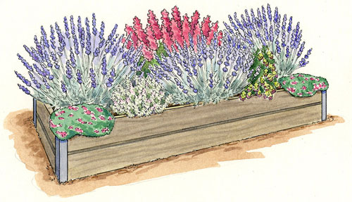 How to grow lavender in a wet climate