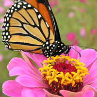 Monarch butterfly