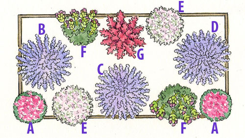 Plans for a lavender garden