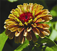 Queen Red Lime zinnia
