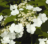 Wentworth viburnum