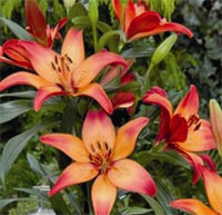 Royal Sunset lily