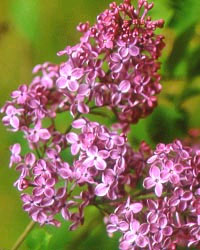 'Dark Knight' Lilac