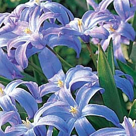 Chionodoxa, Glory-of-the-Snow, Chionodoxa forbesii