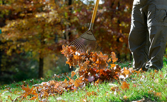 Raking leaves