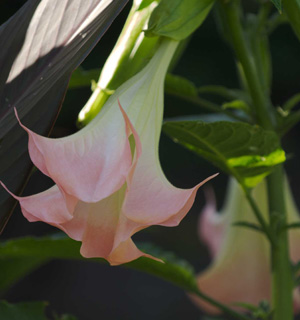 Brugmansia