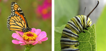 Monarch butterfly and larva