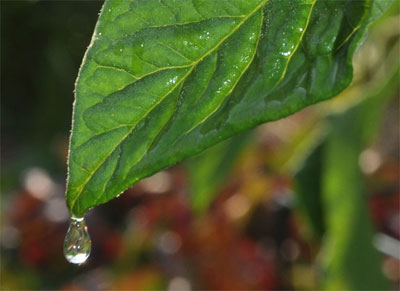 Water droplet