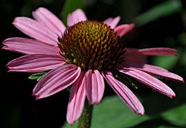 Purple coneflower