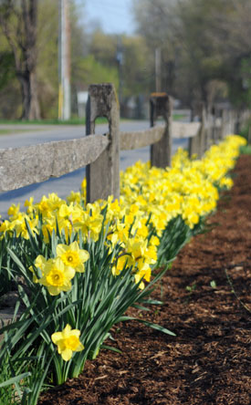 Daffodils