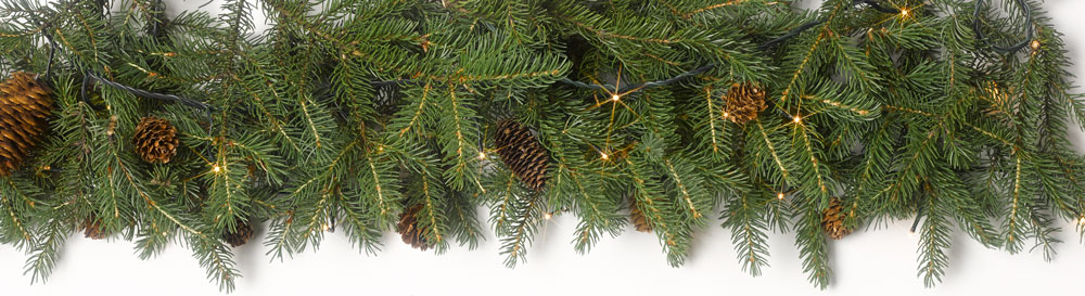 Spruce boughs