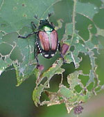 Japanese beetle