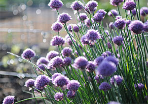 Chive blossoms