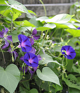 Passionflower vine