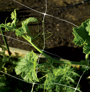 Nearly Invisible Netting