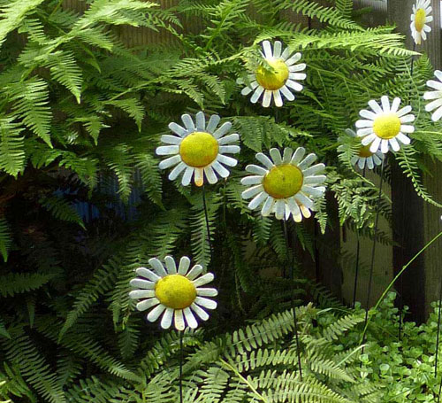 Painted daisies in ferns