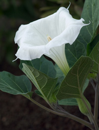 Datura