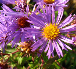 Aster