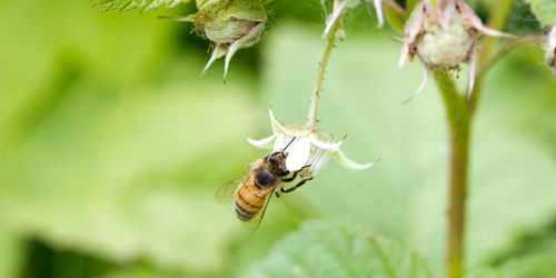 Honeybee on raspberry