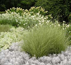 White flowers, silver-gray foliage