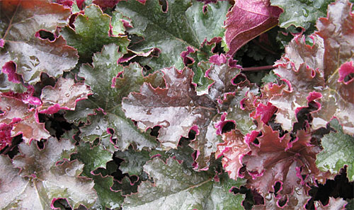 Chocolate Ruffles heuchera 