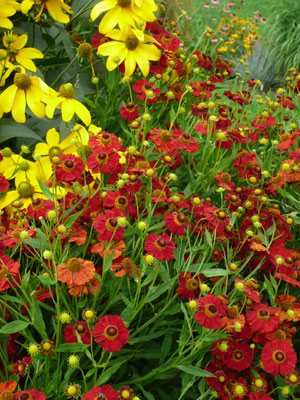 Helenium