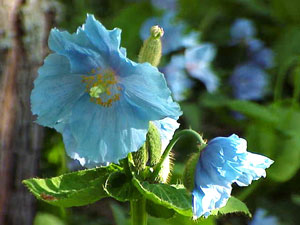 Himalayan blue poppy