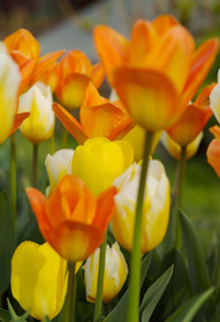Emperor tulips