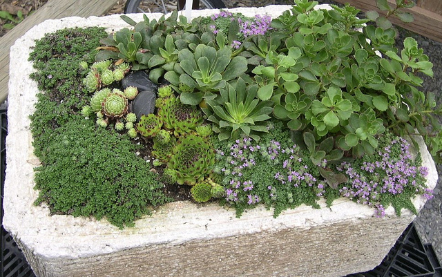 Hypertufa trough with succulents planted in it