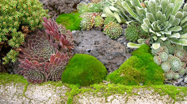 Close-up of plants in a hypertufa trough