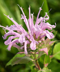 Bergamot