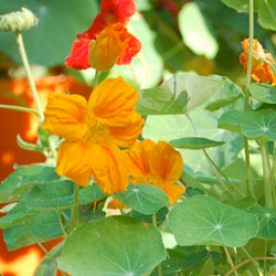 Nasturtium